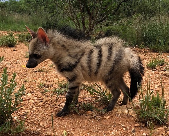 cute news tier erdwolf

https://www.reddit.com/r/NatureIsFuckingLit/comments/17l59c6/while_members_of_the_hyena_family_are_not_usually/