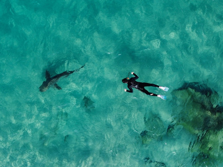 Un requin d&#039;une esp