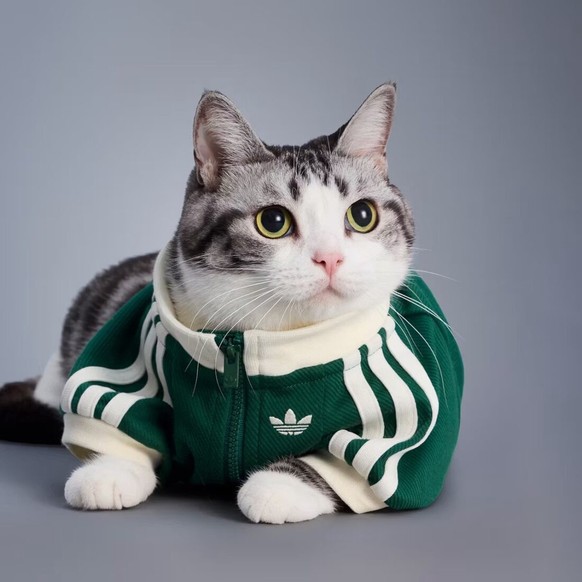 Adidas sort une collection pour chiens et chats.
