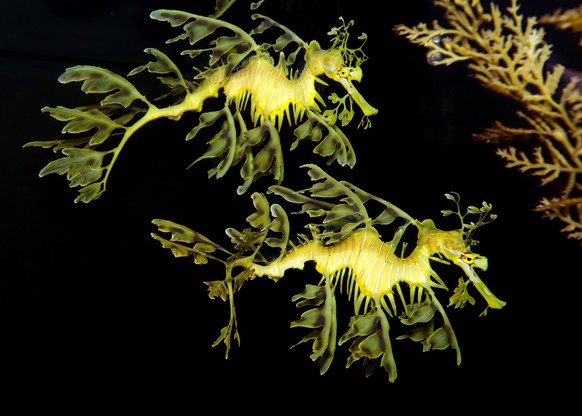 Leafy Sea Dragon, A magnificent pair of Australian Leafy Sea Dragons. Phycodurus Eques.