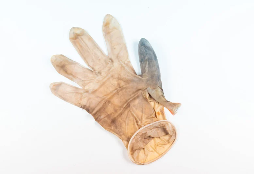 Wildlife Photographer of the Year People's Choice Awards, Handschuh