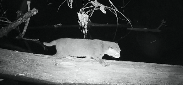 Un chat à tête plate repéré en Thaïlande.