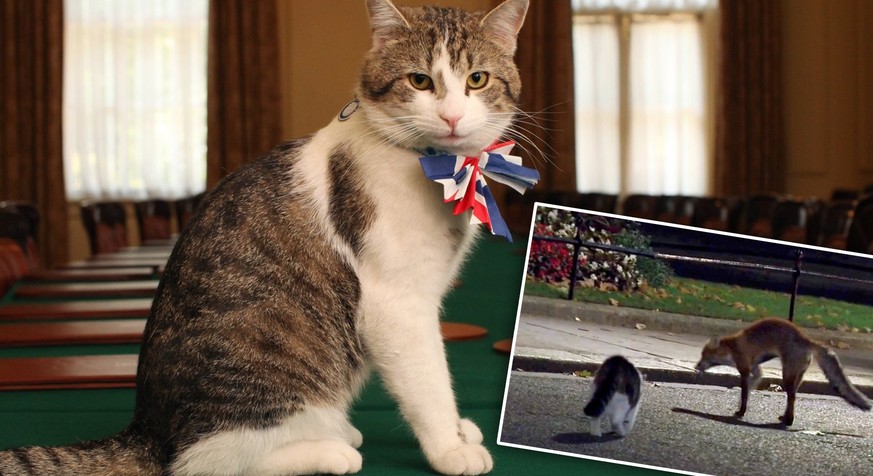 Larry, le célèbre chat au service de l'Angleterre, terrorise un renard🦊  