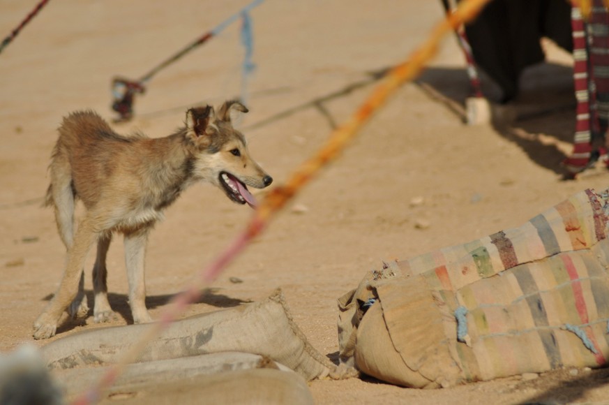The dog in the desert in the north of the Sahara. Tunisia