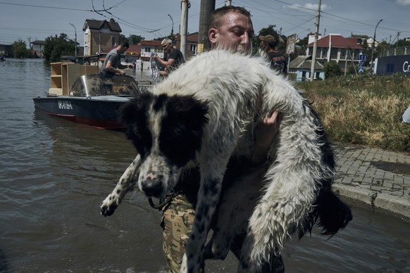 A local resident carry a wet dog during evacuation from a flooded neighborhood in Kherson, Ukraine, Wednesday, June 7, 2023. Floodwaters from a collapsed dam kept rising in southern Ukraine on Wednesd ...