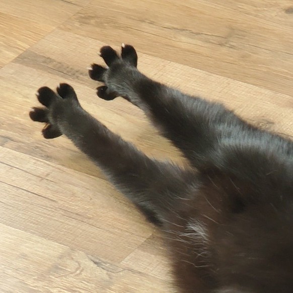 cute news tier katze

https://www.facebook.com/photo/?fbid=942207814618390&amp;amp;set=pcb.942207834618388