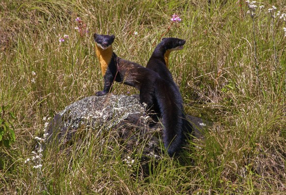 Nilgiri Marten Martes gwatkinsii two on a rock, Mukurthi National Park, Tamil Nadu, Western Ghats, India. PUBLICATIONxINxGERxSUIxAUTxONLY 1594481 FelisxImages