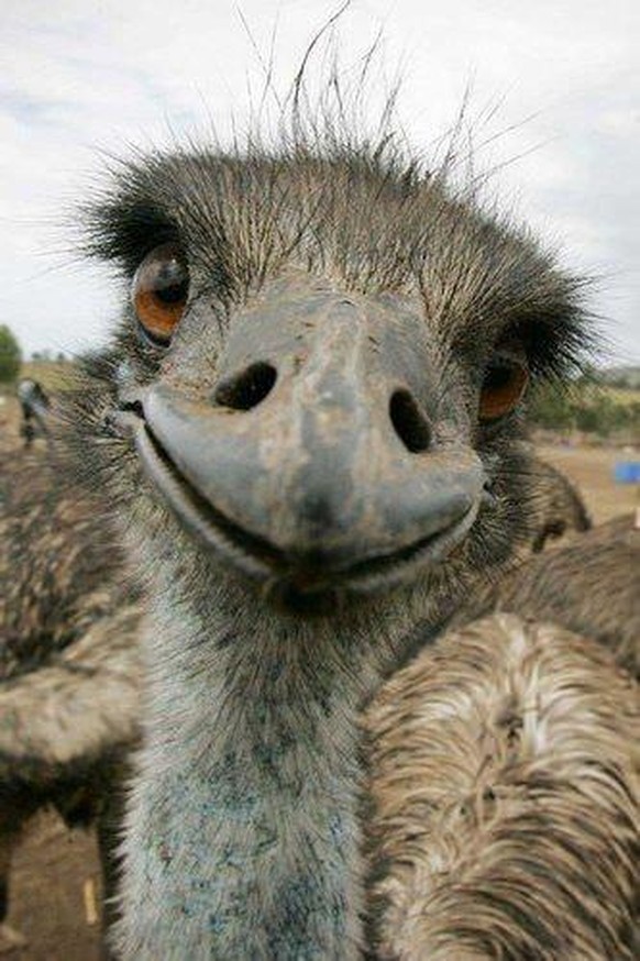 cute news animal tier emu

https://imgur.com/t/aww/BQqxMqE