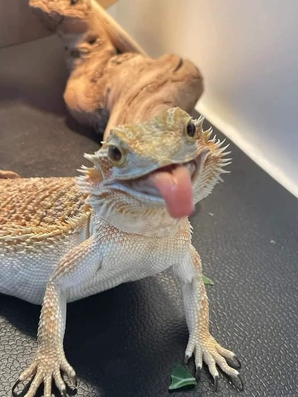 cute news tier echse

https://ch.pinterest.com/pin/60587557482031591/