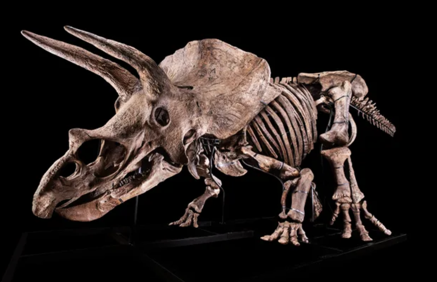 tricératops big john enchères paléontologie dinosaure