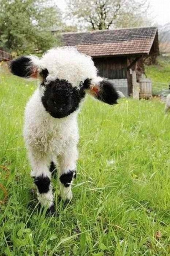 cute news tier schwarznasenschaf

https://ch.pinterest.com/pin/535083999488402672/