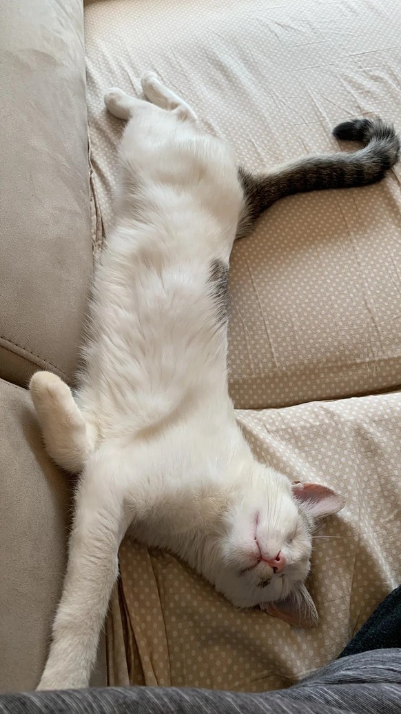 cute news tier katze

https://www.reddit.com/r/FunnyAnimals/comments/1kejowa/this_cat_really_loves_dragon_fruit/