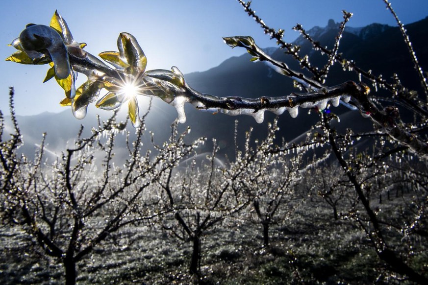 Water is sprayed in apricot orchards to protect blooming buds and flowers from the frost, in the middle of the Swiss Alps, in Saxon Canton of Valais, Switzerland, Thursday , April 8, 2021. With an unu ...