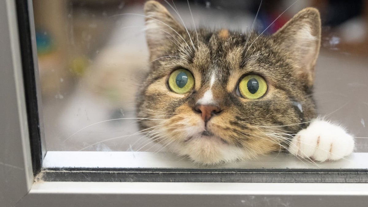 Les chats suisses dans le viseur du Conseil fédéral