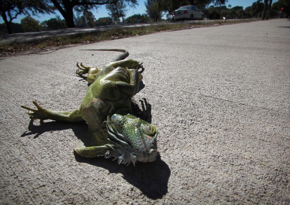 Iguanas typically begin to lose mobility when temperatures reach 50 degrees. Below that, the cold can completely immobilize them. (Cristobal Herrera/South Florida Sun Sentinel/Tribune News Service via ...