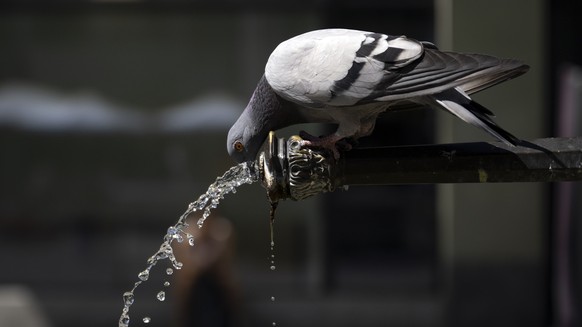 Eine Taube trinkt Wasser aus einem Brunnen, am Mittwoch, 3. August 2022, in Bern. Seit Beginn des Sommers wird die Schweiz von starken Hitzewellen und Duerreperioden heimgesucht. (KEYSTONE/Anthony Ane ...