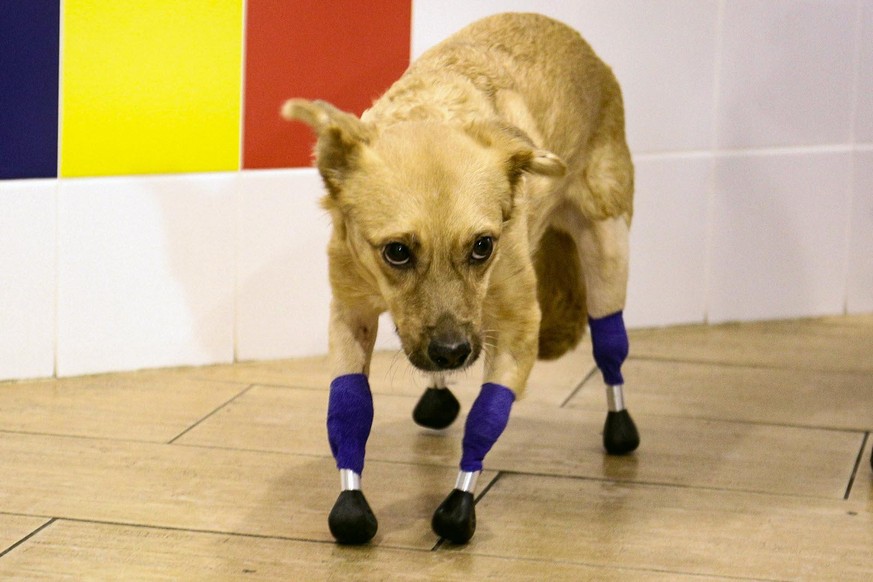 Victime d'actes cruels, cette chienne a été retrouvée blessée dans une forêt en Russie. Elle a été sauvée il y a deux semaines après une opération dans une clinique sibérienne.