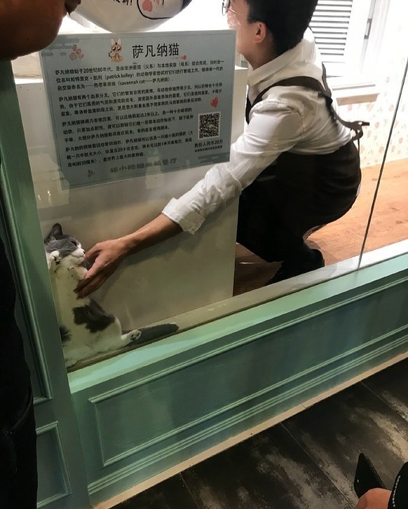 Die lustigsten Fails der Woche: Katze