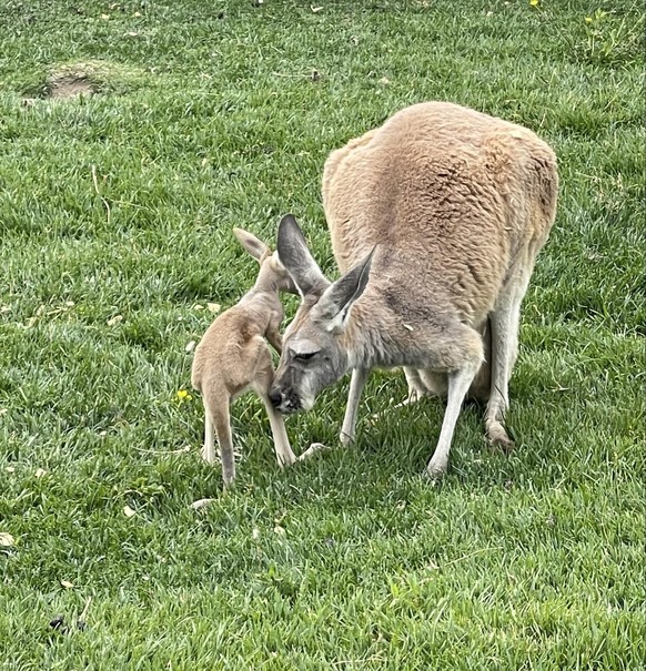 cute news animal tier kängaru

https://imgur.com/t/animals/bxJ4zpR