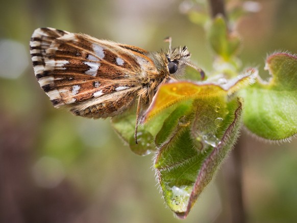 la Ville de Lausanne lance un projet de sciences participatives pour recenser la pr�sence en ville de diverses esp�ces, comme le papillon (photo d&#039;illustration).