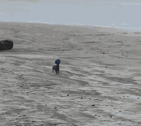 GIF animé