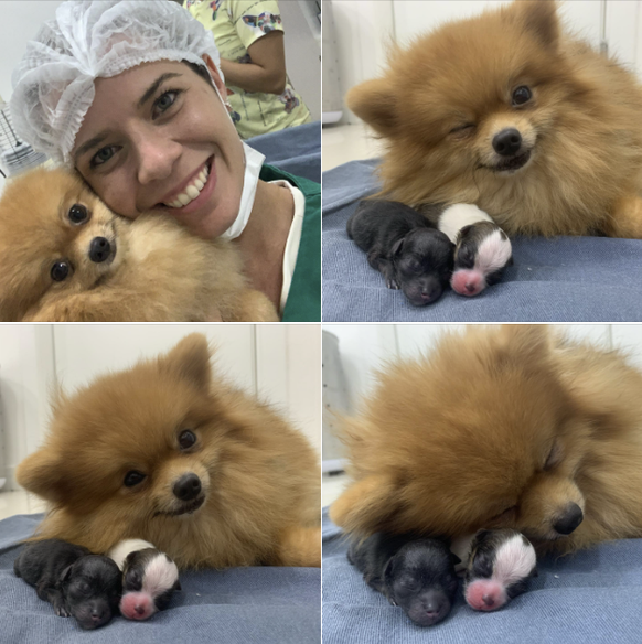 Cute News Tierarzt