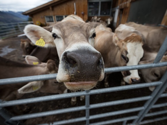 Ein Rind in einem Freilaufgehege beschnuppert mit seiner feuchten Nase den Fruehling am Dienstag, 30. April 2013, im buendnerischen Schanfigg. (KEYSTONE/Arno Balzarini)