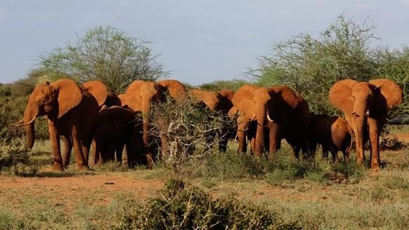 Le nombre d&#039;animaux sauvages a fortement augmenté au Kenya