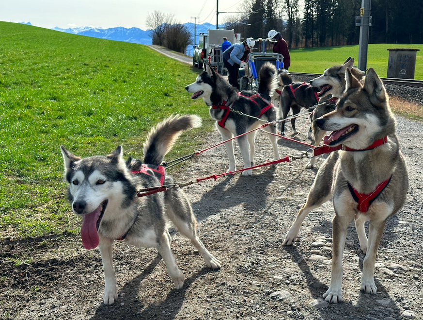 Schlittenhunde von Stefan Fischer und seiner Firma Fischer Adventures bei einem Ausflug in der Nähe von Hinwil. Huskys Malamut