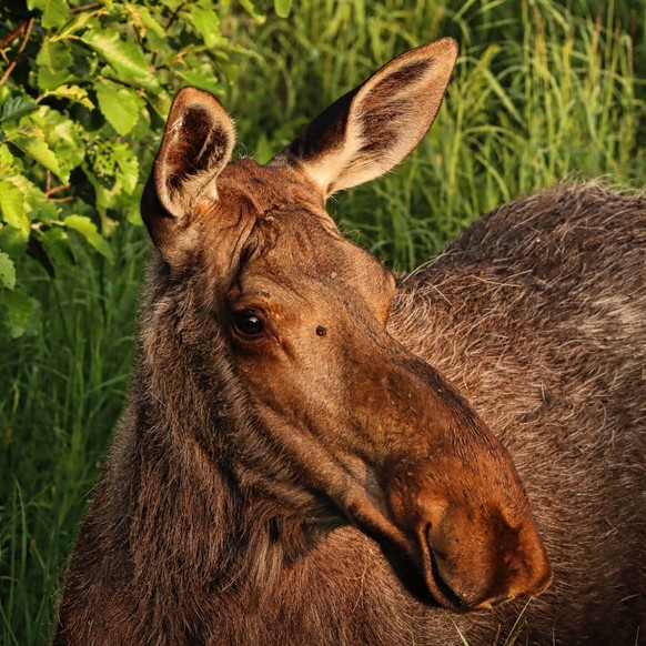 cute news tier elch

https://imgur.com/t/animal/Gh42R0v