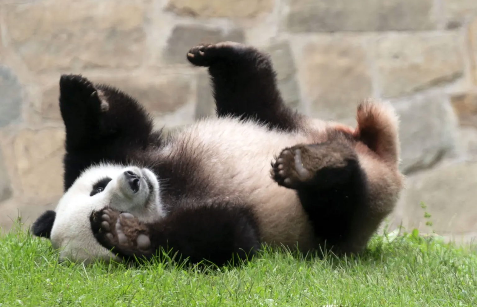 Le panda géant Xiao Qi Ji juste avant son départ du Smithsonian National Zoo à Washington.