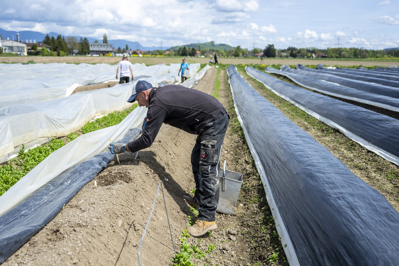 Marek Kuna, Erntearbeiter aus Polen sticht weisse Spargeln aus, am Dienstag, 22. April 2025, in Worben im Seeland. Die Bauernfamilie Lanz pflanzt gruene und weisse Spargeln unter dem Namen Seelaender  ...
