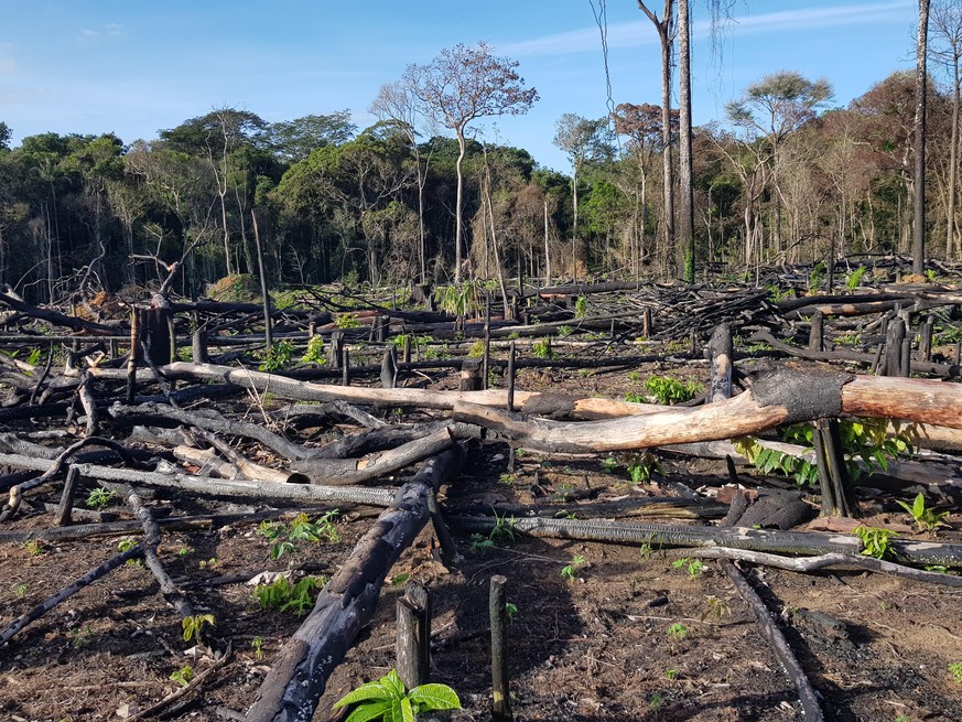 Au Brésil, la déforestation de l&#039;Amazonie à son plus haut niveau depuis 10 ans