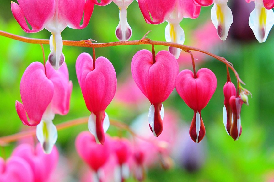 Dicentra spectabilis.