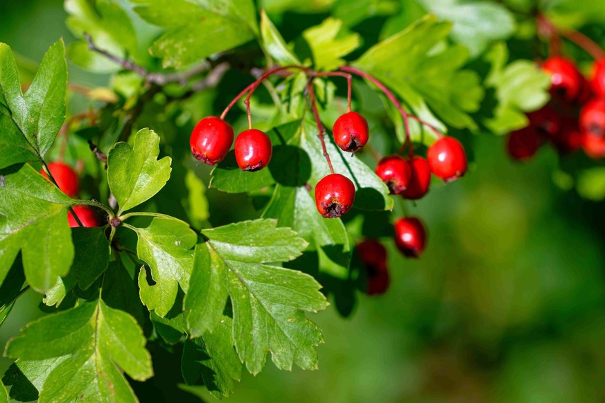Crataegus laevigata, Aubépine.