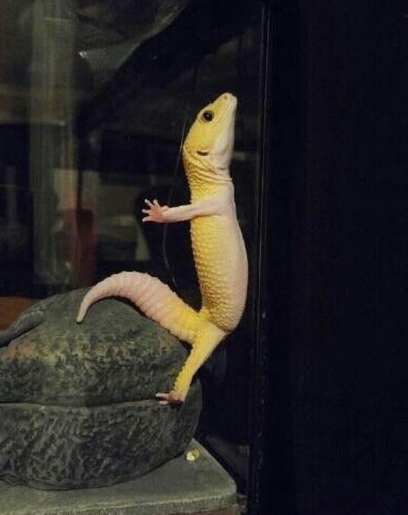 cute news tier eidechse

https://ch.pinterest.com/pin/4785143351731397/