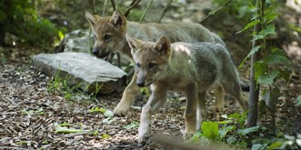Vaud autorise le tir de deux louveteaux