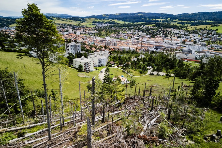 Une vue des arbres dans le foret de Chapeau-Rable, une annee apres la tempete qui a devastee la ville le vendredi 5 juillet 2024 a La Chaux-de-Fonds. La Chaux-de-Fonds porte encore les stigmates de la ...
