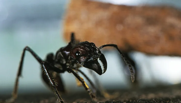 Selon Schmidt, c'est cette fourmi qui possède la morsure la plus douloureuse.