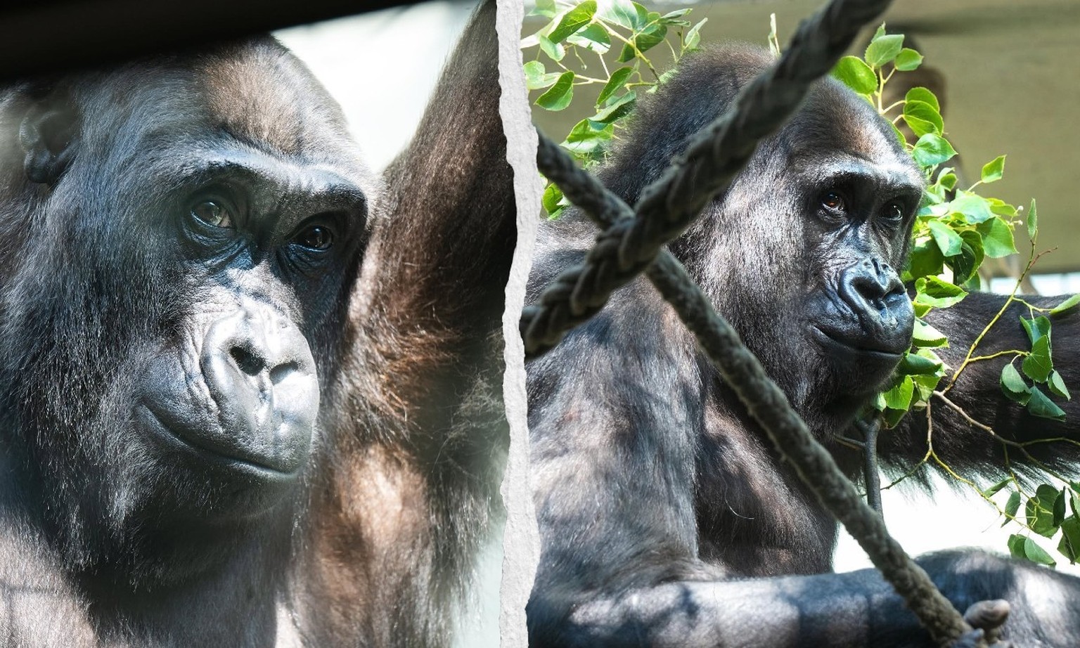 Le zoo de Bâle a euthanasié Mobali, gorille mâle de 11 ans, suite à de graves blessures qui l'empêchaient d'uriner. Le mâle dominant Yeba, âgé de 14 ans, l'avait mordu dans les parties  ...