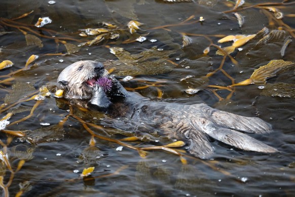 cute news tier otter

https://www.reddit.com/r/Otters/comments/1i0lmog/monterey_otters/#lightbox