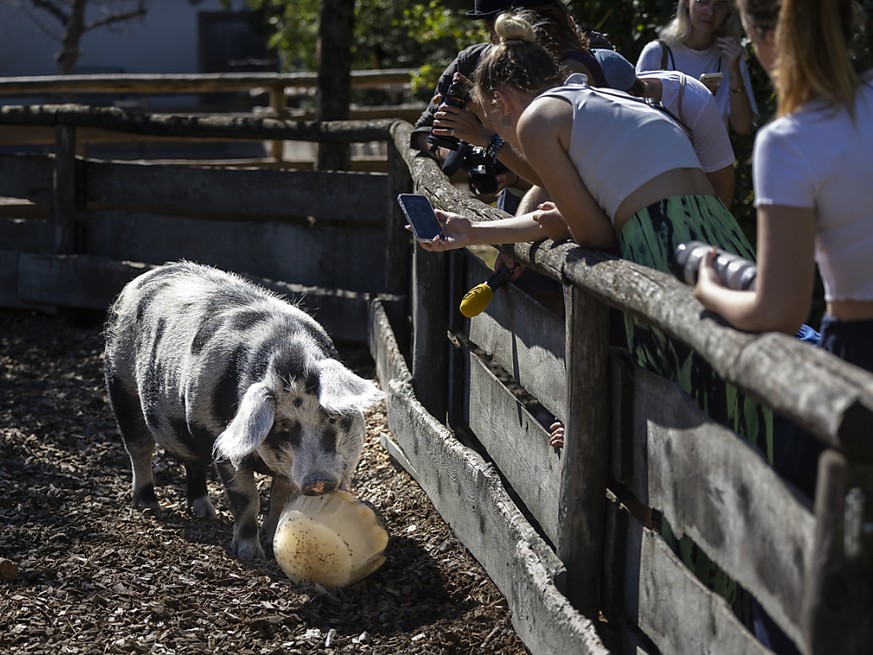 Le cochon Johanna lèche une glace au Zoo de Zurich mercredi où la température devait grimper jusqu'à 36 degrés.