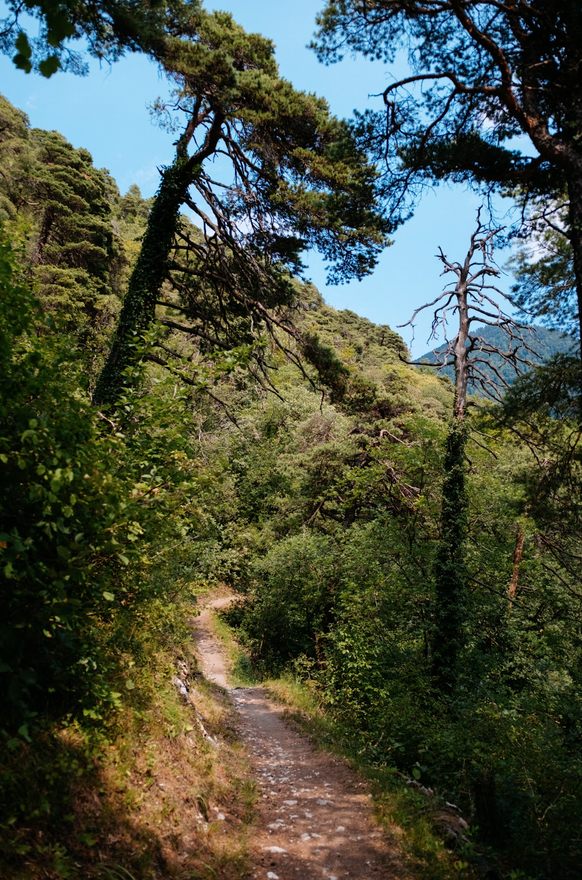 Le sentier au Bois de la Glaive sur les hauts d'Ollon.