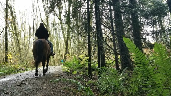 Sur sol mouillé, on peut suivre un cheval à la trace.