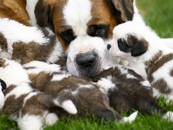 Les sept chiots Saint-Bernard, n�s il y a un mois, dorment beaucoup, jouent et mangent dans le parc de la Fondation Barry.