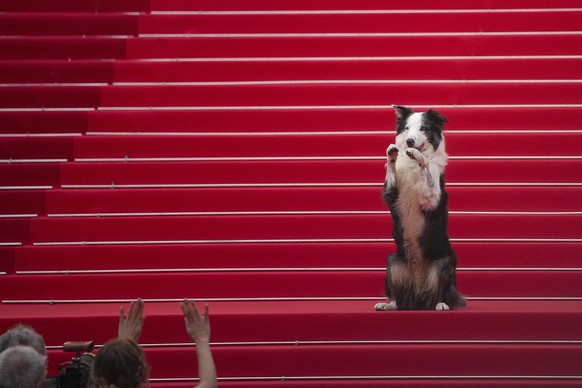 Messi the dog poses for photographers upon arrival at the awards ceremony and the premiere of the film 'The Second Act' during the 77th international film festival, Cannes, southern France, ...