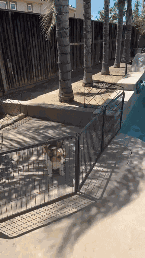 GIF animé