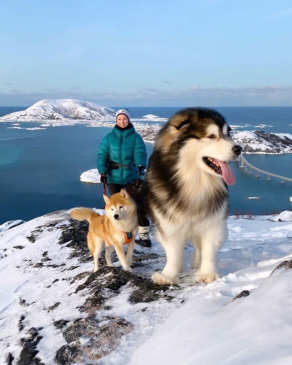 cute news animal tier hund dog

https://www.boredpanda.com/giant-dog-breeds/?utm_source=google&amp;amp;utm_medium=organic&amp;amp;utm_campaign=organic