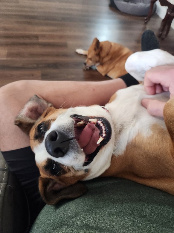 cute news tier hund

https://imgur.com/gallery/downvote-happy-dogs-on-this-crazy-day-skpqD1Q#/t/aww
