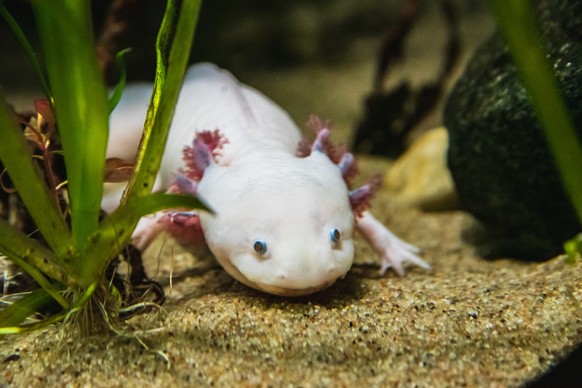 A closeup of a Axolotl walking on sand., A closeup of a Axolotl walking on sand. Vancouver Aquarium BC Canada